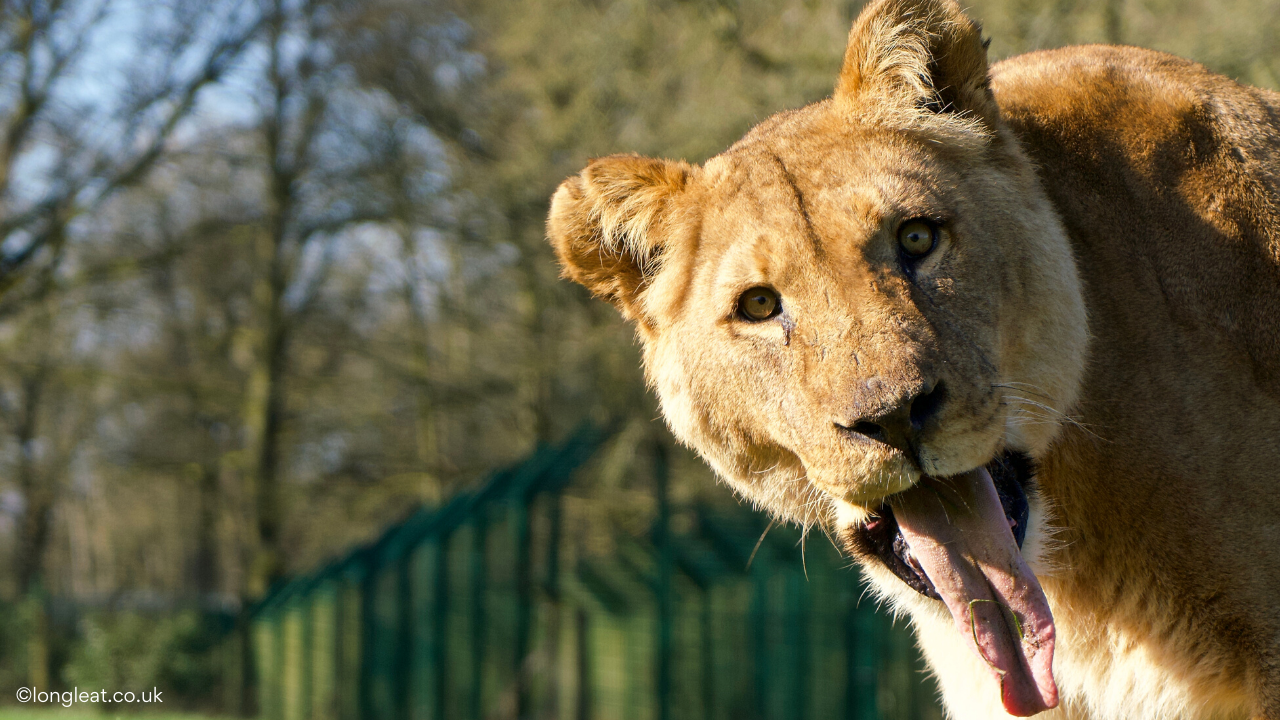Lioness - Lioness with tongue out at Longleat Zoo