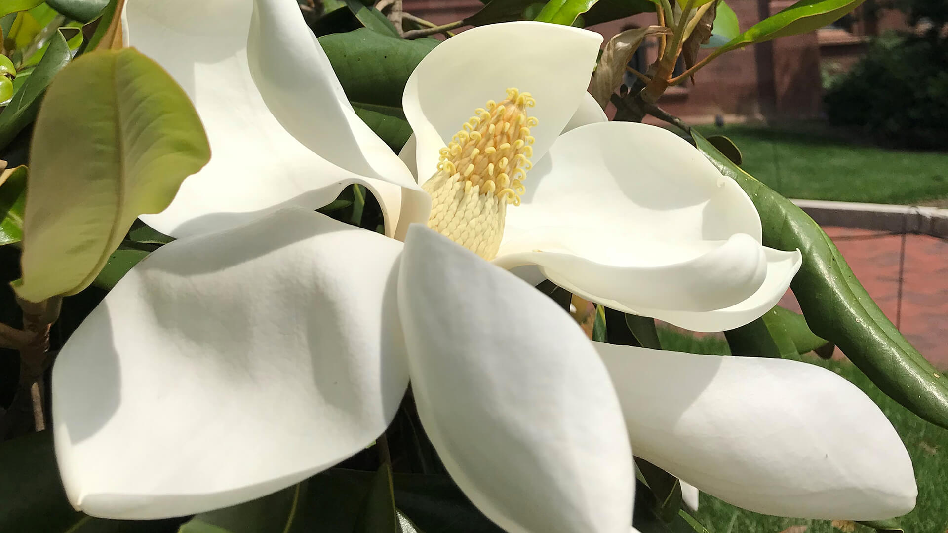 Smithsonian Gardens 6 - Southern Magnolia (Magnolia grandiflora)