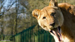 Lioness - Lioness with tongue out at Longleat Zoo